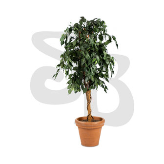 Ficus plant herfstkleurig (kunst)