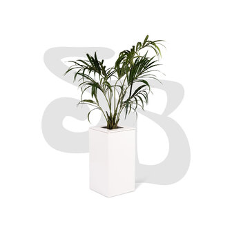 Kentiapalm in witte zuil laag