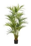 Kentia palm (zonder zuil)