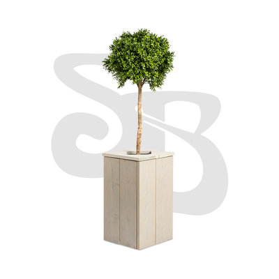 Buxus bolboom in steigerhouten zuil