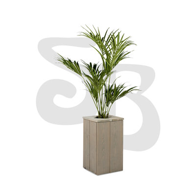 Kentia palm (zonder zuil)