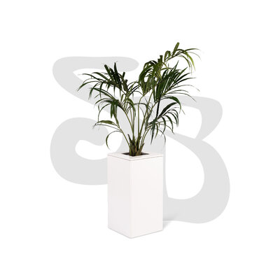 Kentiapalm in witte zuil laag